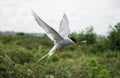 Arctic tern in flight on Farne Island, Northumberland, England Royalty Free Stock Photo