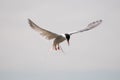 Arctic Tern in flight Royalty Free Stock Photo