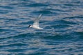 Arctic tern in flight over blue sea Royalty Free Stock Photo