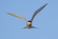 Arctic Tern - Sterna paradisaea, Shetlands, UK