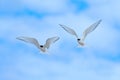 Arctic Tern in flight, Sterna paradisaea, white bird with black cap, blue sky with white clouds in background, Svalbard, Norway. Royalty Free Stock Photo