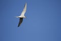 Arctic Tern flying around searching for food Royalty Free Stock Photo