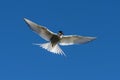 Arctic Tern Flying with Blue Sky Royalty Free Stock Photo