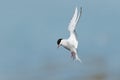 Arctic Tern Royalty Free Stock Photo
