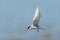 Arctic Tern Royalty Free Stock Photo