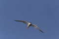 Arctic tern flying in a blue sky Royalty Free Stock Photo