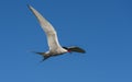 Arctic Tern Flying with Fish Royalty Free Stock Photo