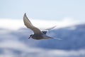 An Arctic Tern flying