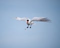 Arctic tern flying in the sky Royalty Free Stock Photo