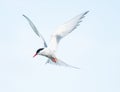 Arctic Tern flying in the sky Royalty Free Stock Photo