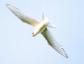 Arctic Tern flying in the sky Royalty Free Stock Photo