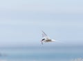 Arctic tern with a freshly caught fish, Western fjords, Iceland Royalty Free Stock Photo