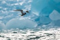 An arctic tern hovering in front of an ice berg, north of Svalbard in the Arctic Royalty Free Stock Photo