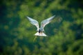 Arctic Tern hovering over the water in search for fish Royalty Free Stock Photo