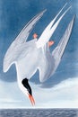 Arctic tern illustration