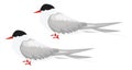 Arctic tern, icon