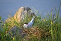 Arctic Tern on Nest in Alaska Royalty Free Stock Photo
