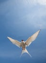 Arctic tern flying in the sky