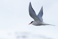 Arctic tern with outspread wings over iceberg