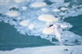 Arctic tern over icebergs, Jokulsarlon, Iceland Royalty Free Stock Photo