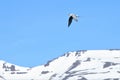 An Arctic tern is overflying the arctic snow covered mountains of Island