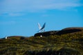 An arctic tern returning to it's nest Royalty Free Stock Photo
