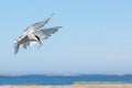 Arctic tern with a sand eel approching the nest Royalty Free Stock Photo