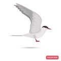 Arctic tern sea bird color flat icon