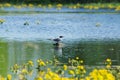 Arctic tern