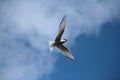 Arctic tern (Sterna paradisaea)