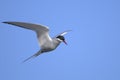 Arctic tern, sterna paradisaea