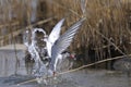 Arctic tern, sterna paradisaea Royalty Free Stock Photo