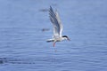 Arctic tern, sterna paradisaea