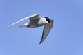 Arctic tern, sterna paradisaea
