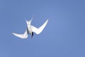 Arctic tern, sterna paradisaea Royalty Free Stock Photo