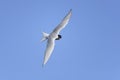 Arctic tern, sterna paradisaea