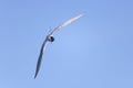 Arctic tern, sterna paradisaea