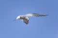 Arctic tern, sterna paradisaea