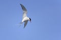 Arctic tern, sterna paradisaea