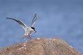 Arctic tern, sterna paradisaea Royalty Free Stock Photo