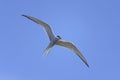 Arctic tern, sterna paradisaea