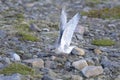 Arctic tern, sterna paradisaea