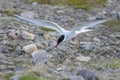 Arctic tern, sterna paradisaea Royalty Free Stock Photo