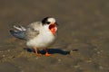Arctic tern ( Sterna paradisaea )