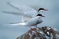 Arctic tern (Sterna paradisaea)