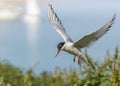 Arctic Tern / sterna paradisaea Royalty Free Stock Photo