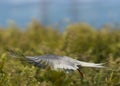 Arctic Tern / sterna paradisaea