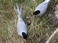 Arctic tern - (Sterna paradisaea) with egg Royalty Free Stock Photo