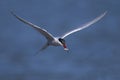 Arctic tern, sterna paradisaea Royalty Free Stock Photo