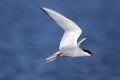 Arctic tern, sterna paradisaea Royalty Free Stock Photo